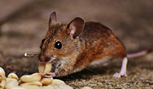 pharmaceutical-pest-control Experts in Bickleton